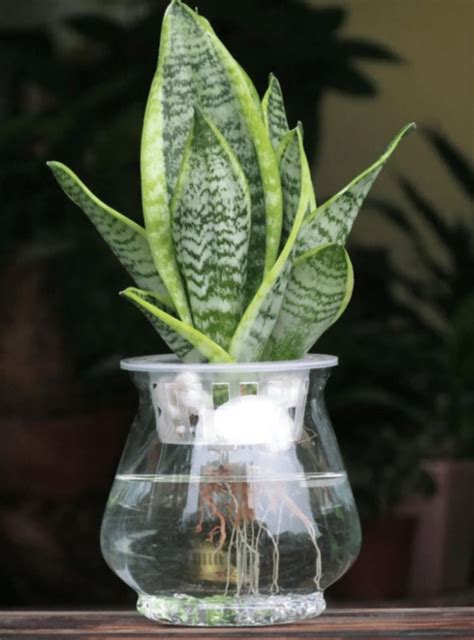 室內水生植物盆栽|水種植物新手入門！ 15 種室內植物推薦 種植好處/開運寓意/風格。